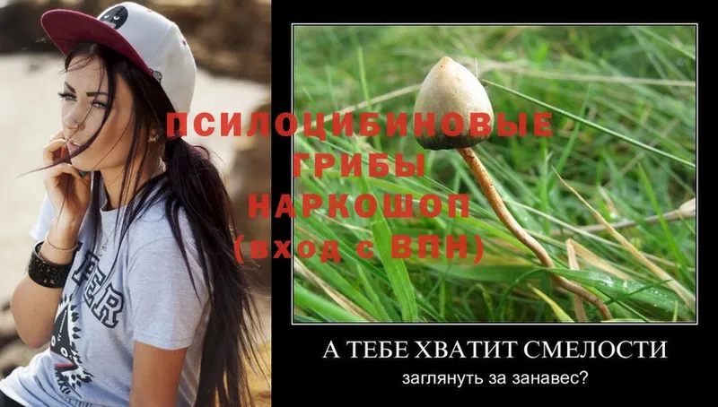 Галлюциногенные грибы Cubensis Ясногорск